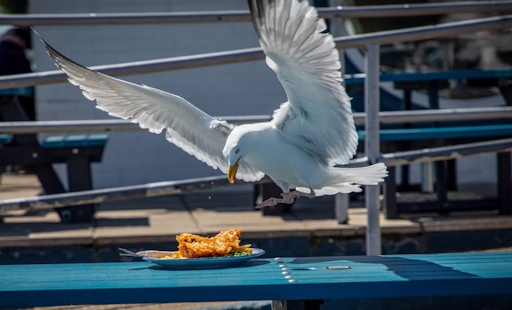 gull
