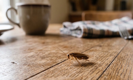 roach